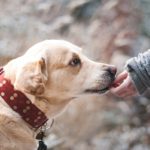 Liability Insurance for Dog Bite Claims Edmonds, WA